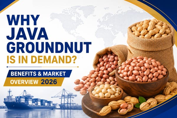Why Java Groundnut Is in Demand: Benefits & Market Overview 2026