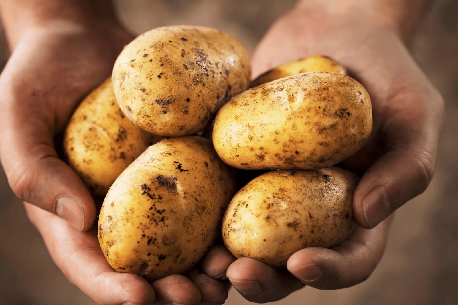 Golden Basmati Export Pvt.Ltd.