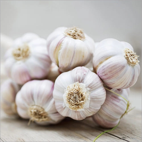 Fresh Garlic
