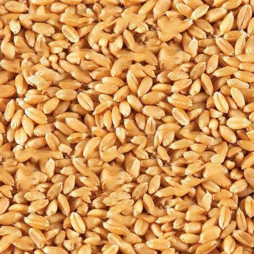 Natural Wheat Grains