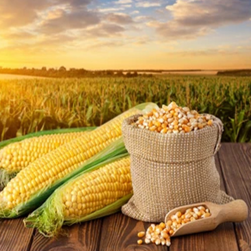 Maize Maize