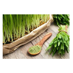 Barley Grass Powder