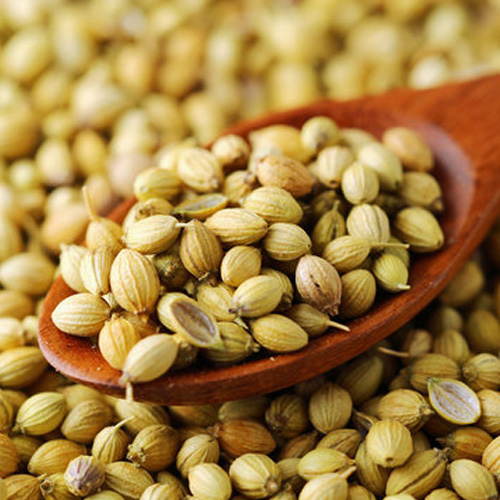 Coriander Seeds Coriander Seeds