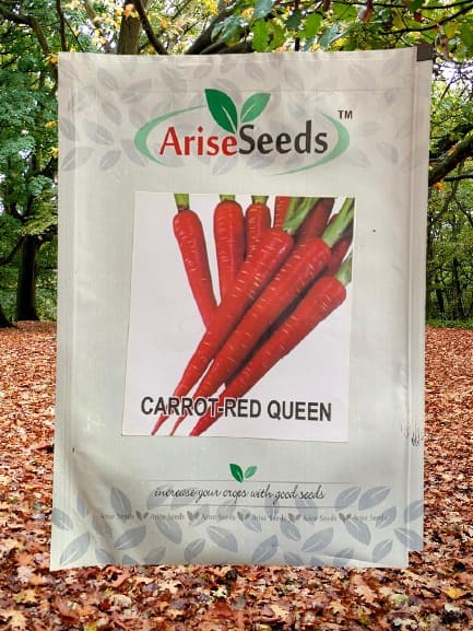 Carrot - Red Queen Carrot..