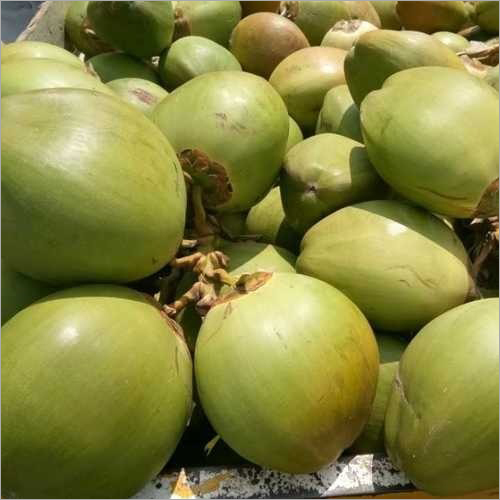 Tender Coconut Tender Coconut