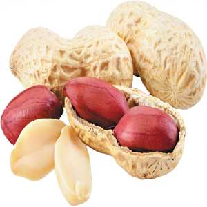 Fresh Peanut Fresh Peanut