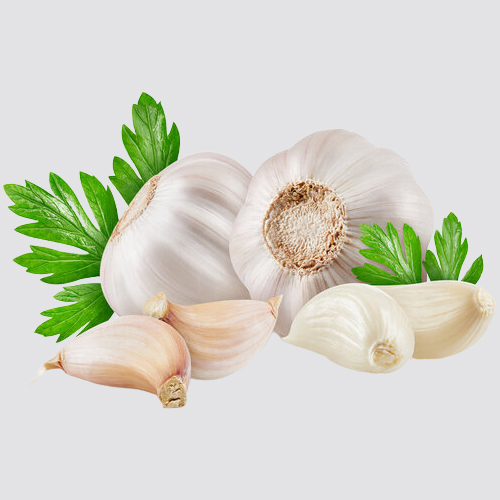Garlic
