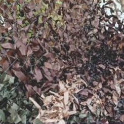 Army Leaf Net