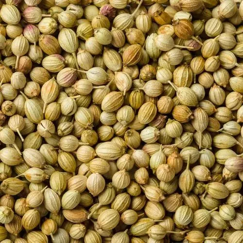 Coriander seed