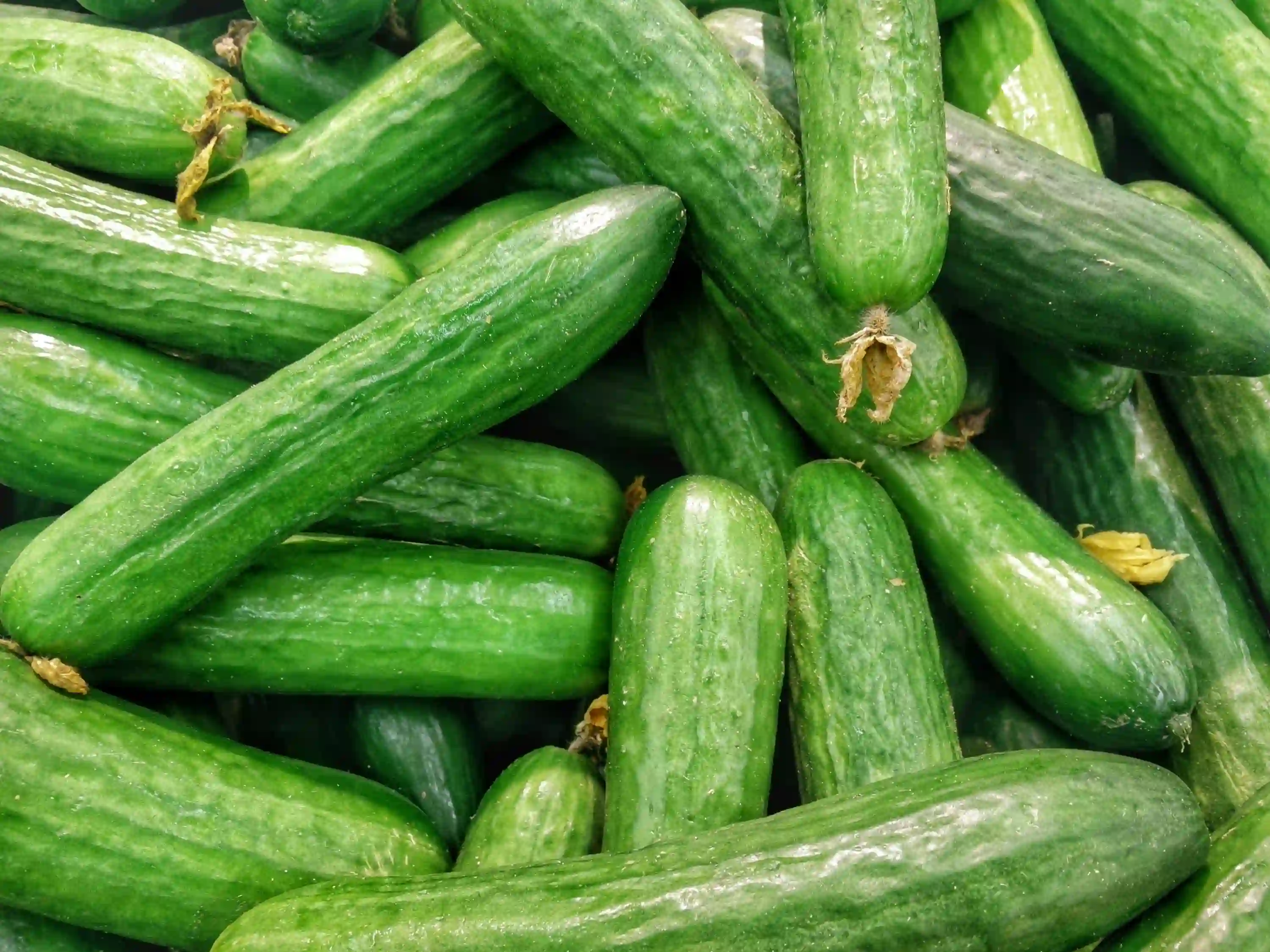 Fresh Cucumber