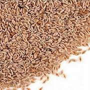 Isabgol Seeds Isabgol Seeds