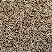 Cumin Seeds Cumin Seeds