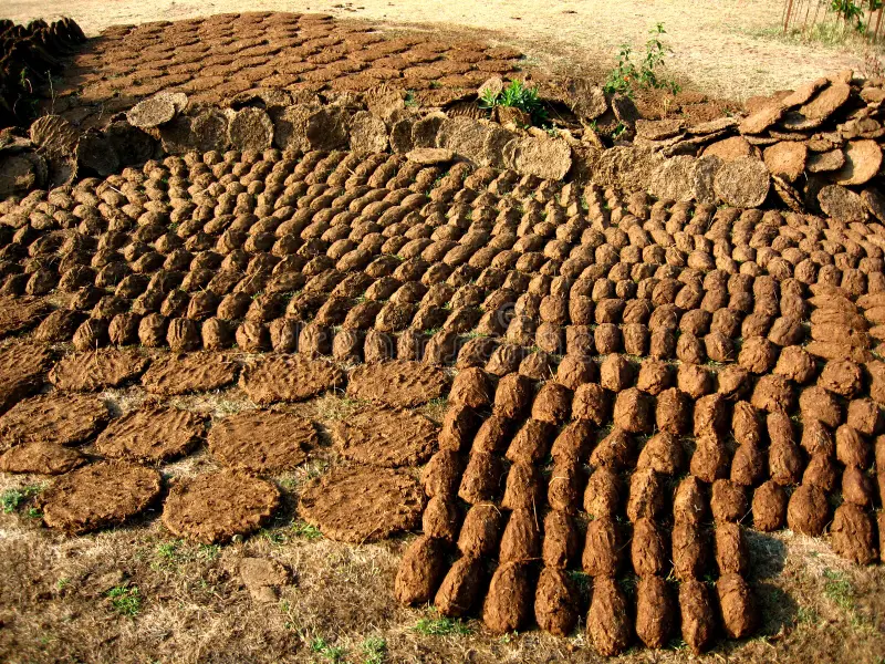 Cow Dung Cake Cow Dung Cake
