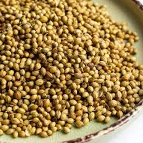 Coriander