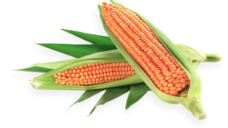 Maize