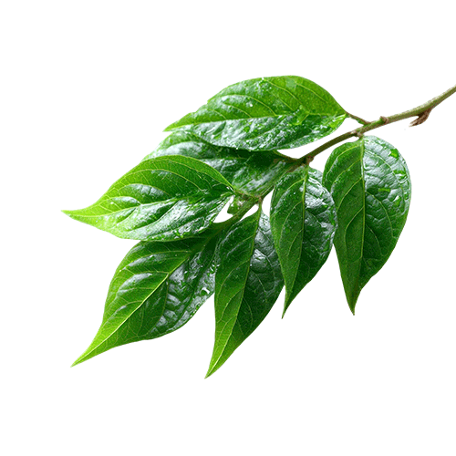 Curry Leaves