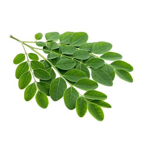 Moringa Leaves