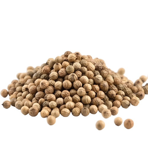 Coriander