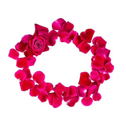 Fresh cut Flower