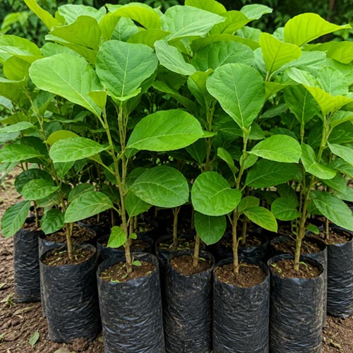 Segun (Teakwood) Saplings