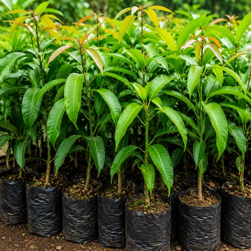 Mango Saplings