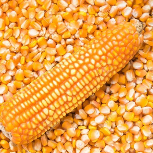 Corn (Maize)