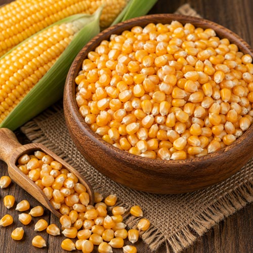 Yellow Maize