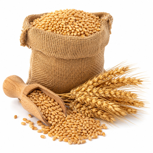Wheat