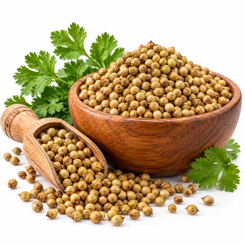 Coriander
