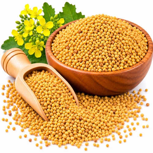 Yellow Mustard Seeds